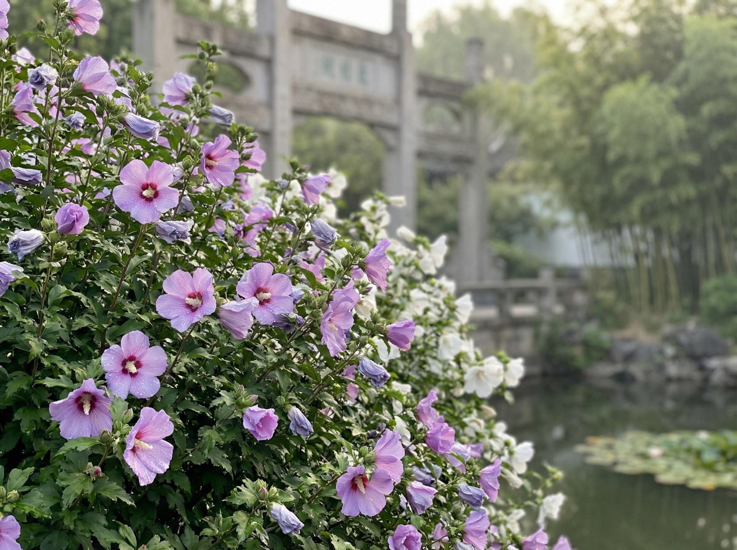 抖音揭秘抖音揭秘花卉：木槿花开四季视频记录